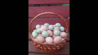 КУР БОЛЬШЕ НЕТ😔