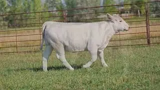 Dorsey24 4001