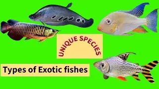 Discover stunning exotic fish species for your home aquarium #Exoticfish