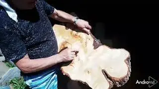 Рог лосиный и кап березовый.