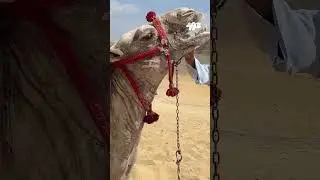 🐪 УДИВИТЕЛЬНОЕ путешествие через ПУСТЫНЮ на ВЕРБЛЮДАХ!