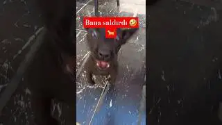 Köpek Hunharca Saldırdı, Böyle Bir Şey Görmedim 🙄🐕🤣🤣🤣🤣 #dog #köpek #köpekyavrusu