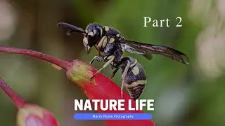 Macro Phone Photography Using Samsung S20 Fe ||Part 2