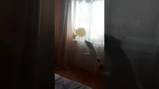 Николь и её слабость-шарик)