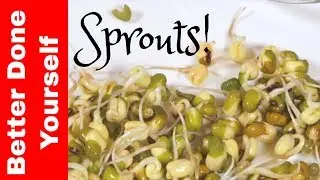 How to Grow Your Own Sprouts