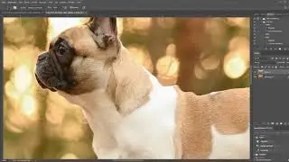 [Speedretusche] Französische Bulldogge