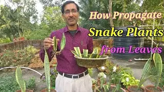 How to Propagate Snake Plant (Sansevieria) from leaf cuttings and other easiest methods.
