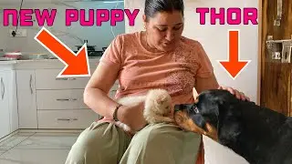 New puppy se Thor pehli bar mila