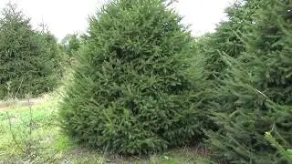 11314 Ель Стриженая срезанная