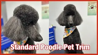 Standard Poodle Pet Trim
