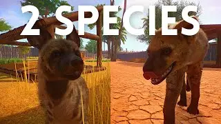 Adding 2 Species of Hyena to our Ethical Zoo!
