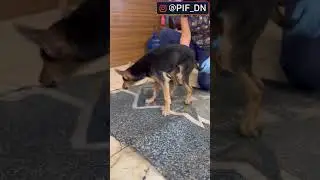 КАСПЕР, КОТОРЫЙ НЕ МОЖЕТ ХОДИТЬ 😭 Очень нужна помощь🆘