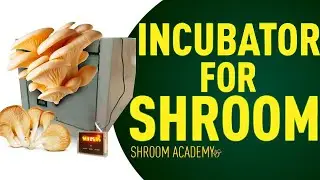 🍄 Shroom Academy Incubator for mashroom cultivation. Mushroom Spawning box DIY