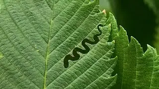 Invasive Insect in Minnesota First Detected on iNaturalist