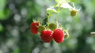 GRELL Gartenbau Obersulm