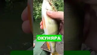 ОКУНЬ БОЛЬШОЙ #Shorts