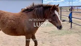 Introducing Lucy!