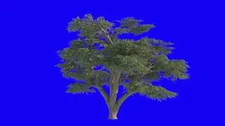 Tree animation Green screen blue screen Loop FREE