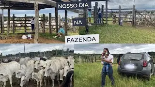 Delicias Da Roça Dia Na Fazenda vacinando o #gado !
