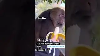 Когда так и не похудела к лету...😅