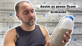 ASSIM AS PENAS FICAM BRILHANDO.