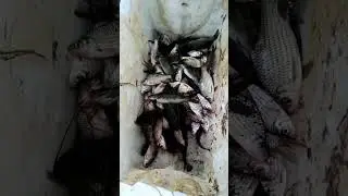 Perangkap Ikan || Hasilnya Melimpah