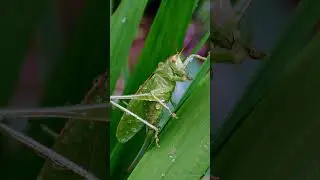В траве сидел кузнечик певчий - Tettigonia cantans♀ 