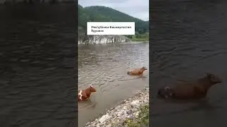 Плавающие коровы