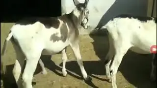 Acasalamento de Animais 💦 - Cobertura de Cavalo 19