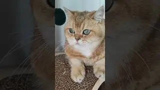 Я живу у кота🤣 #милыймойкот #cat #кот #безкотаижизньнета #юмор #котик #catlover #прикол #cutecat