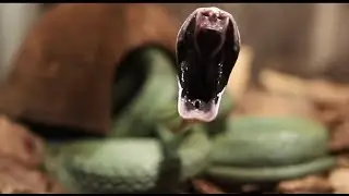 Как змея зевает Like a snake yawns