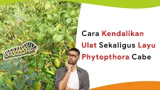 Kendalikan Ulat Sekaligus Layu Phytopthora Sampai Tuntas!