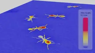 Tracking Ants in Microscopic 3D