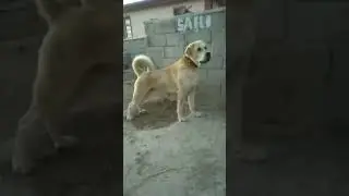 TUZKÖYLÜ YAVER 2020