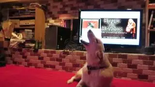 SHOUT!