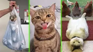 BRUSCHIMICHIS 😹💗 | 10 Horas De Risa | Los Gatos Más Divertidos en la Historia de Internet 🐈💕 #2