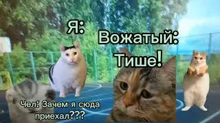 Лагерь 2 серия 😎🌺🌹🌿🌿🌿#мемныекоты #яфанмиикотиковой