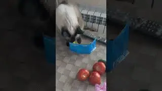 Кошка ванилин