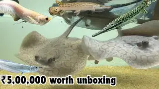 Alligator Florida gar fahaka puffer albino silver arowana stingray | ₹5,00,000 unboxing day1 |btaqua