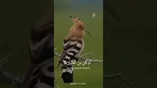﴿ وَتَفَقَّدَ الطَّيْرَ فَقَالَ مَا لِيَ لَا أَرَى الْهُدْهُدَ أَمْ كَانَ مِنَ الْغَائِبِينَ﴾النمل20