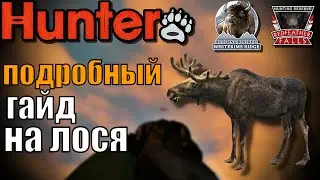 Гайд на лося как и с чем охотится