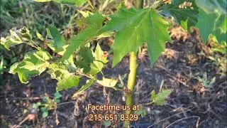 Sycamores trees are available at Highland Hill farm