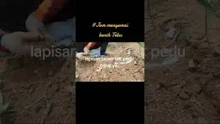 100% Berjaya dengan cara ini...Jom Semai TEBU..