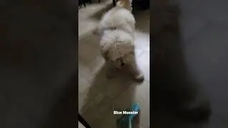 Blue Monster attacking Goldendoodle lol #dog #goldendoodle #dobie