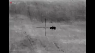 200 metros, 1 shot, 1 hog