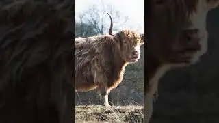 amazing Animals 😳#shorts #viralshorts #fish #fishing #amazingfish #trendingshorts #tiktok #cow
