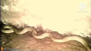 Karanlıkta esrarengiz bir şekilde karşıma çıkan yılan #paranormal #esrarengiz #gizemliolaylar