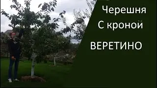 Как выглядет черешня с кроной ВЕРЕТИНО?