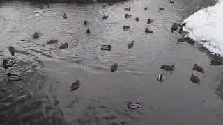 Где-то в Калужской области... С наступающими!