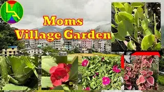 Moms garden in rural village Nepal